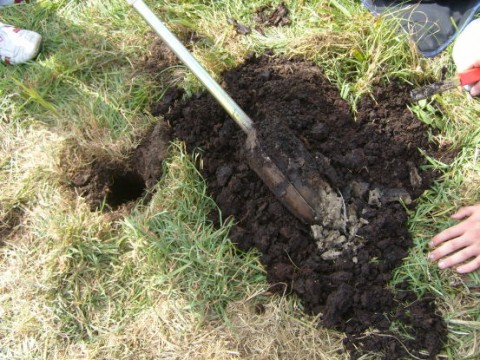 Borehole in strongly degraded peat.  (Brighter material at the tip of the auger is the underlying finesand.)